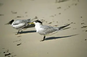 Crested Tern