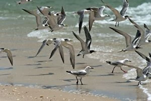 Crested Terns & Silver Gulls (Larus novaeholla) - in flight