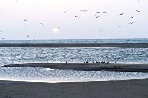 Images Dated 19th October 2011: Crested Terns at sunset