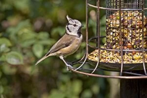 Images Dated 6th October 2012: Crested Tit