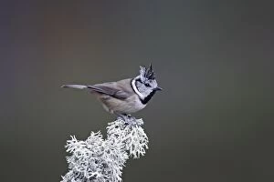 Images Dated 20th February 2008: CRESTED TIT