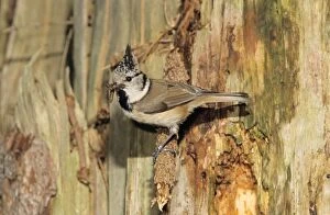 Images Dated 1st July 2005: Crested Tit - adult at nesthole entrance in decayed pine with food for offspring