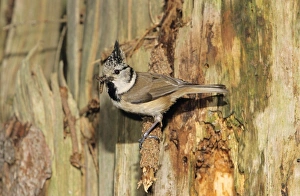 Crested TIT - Adult at nesthole entrance in decayed pine with food for offspring Crested TIT - Adult at nesthole entrance in decayed pine with food for offspring
