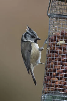 Passerine Bird Gallery: Crested Tit - adult tit at a bird feeder - Scotland