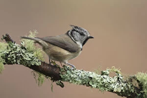 Twig Gallery: Crested Tit - adult tit perched on branch - Scotland