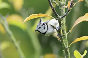 Crested Tit - on bush in garden, Lower Saxony, Germany