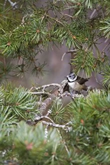 Crested Tit - Feeding in Scots Pine
