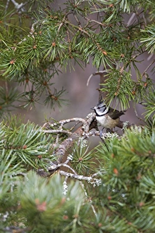 Images Dated 18th February 2007: Crested Tit -Feeding in Scots Pine - Scotland UK