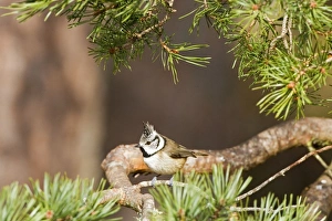 Images Dated 18th February 2007: Crested Tit -Feeding in Scots Pine - Scotland UK