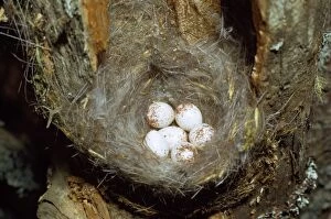 Images Dated 18th August 2010: Crested Tit - nest and eggs