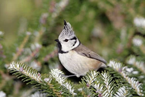 Crested Tit - perched on fir tree
