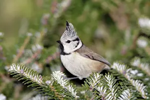 Tits Prints: Crested Tit - perched on fir tree, Lower Saxony, Germany
