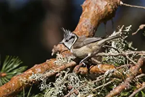 Crested Tit - In Scots Pine - Scotland UK