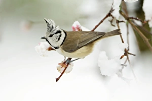 Images Dated 22nd November 2008: Crested Tit - On snow covered Viburnum, Lower Saxony, Germany