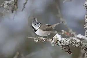 Crested Tit - snow - Norway