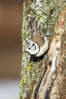 Images Dated 30th November 2008: Crested Tit - on tree stem, Lower Saxony, Germany