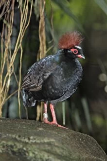 Crested Wood-partridge - male bird