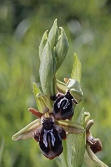 Images Dated 20th October 2010: Cretan Bee Orchid - Crete