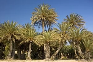 Images Dated 9th April 2007: Cretan Date Palm (Phoenix theophrastii) growing on the coast at Vai, East Crete
