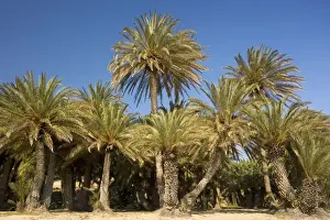 Dates Prints: Cretan Date Palm (Phoenix theophrastii) growing on the coast at Vai, East Crete