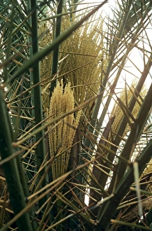 Images Dated 28th June 2007: Cretan /European Date Palm - in flower Crete