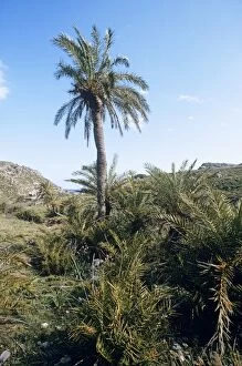 Images Dated 28th June 2007: Cretan /European Date Palm - in habitat Crete