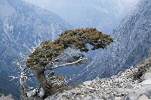 Images Dated 9th September 2004: Crete Ancient wind-sculpted tree (Cupressus sempervirens), the White Mountains