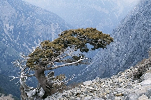 Images Dated 9th September 2004: Crete Ancient wind-sculpted tree (Cupressus sempervirens), the White Mountains
