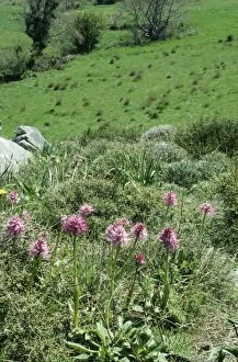 Images Dated 27th May 2010: CRETE - Orchids at 700 meters