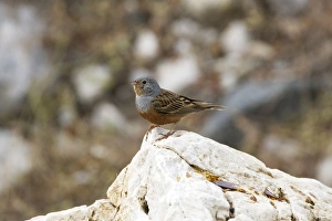 Images Dated 11th May 2007: Cretzschmars Bunting - On rock, Turkey May