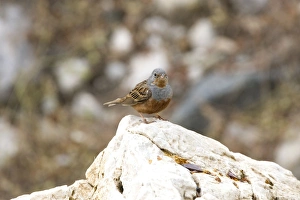 Images Dated 11th May 2007: Cretzschmars Bunting - On rock, Turkey May