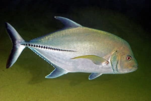 Images Dated 17th November 2008: Crevalle Jack - Atlantic costal waters - Portugal to Angola, western Mediterranean