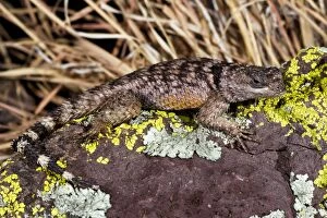 Images Dated 17th March 2010: Crevice Spiny Lizard - endemic to the Chihuahuan