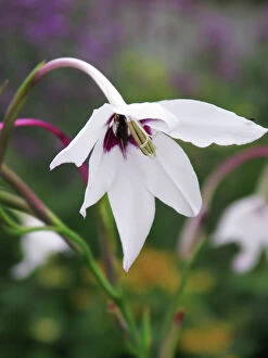 CRH-1046 Acidanthera - This gladiolus like plant grows its fragrant blooms in autumn when most bulbous plants have