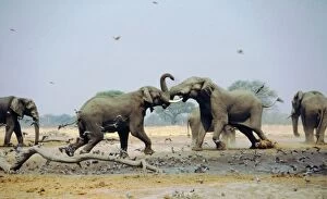 CRH-1056 African Elephants - Fighting in waterhole during the dry season
