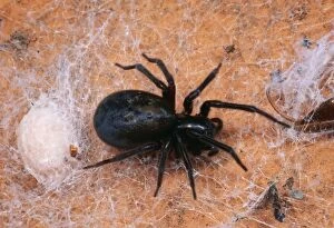 Spiders Collection: Cribellate Spider SPH 902 Female, UK. Amaurobius ferox © Steve Hopkin / ARDEA LONDON