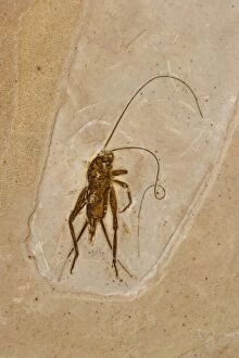 Images Dated 1st February 2006: Cricket Fossil - Ceara-Brazil - from Santana Formation - Lower Cretaceous