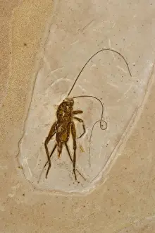 Crickets Prints: Cricket Fossil - Ceara-Brazil - from Santana Formation - Lower Cretaceous