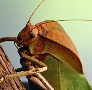 Crickets Prints: Cricket TEA 13 © Andy Teare / ardea. com