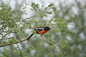 Crimson Boubou / Crimson Breasted Shrike - On branch of thorny shrub
