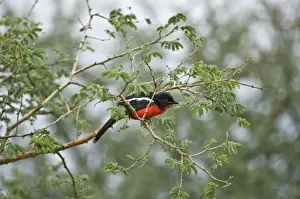 Shrikes Prints: Crimson Boubou / Crimson Breasted Shrike - On branch of thorny shrub - Kalahari - Botswana