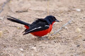 Crimson-breasted Shrike - Adult foraging on ground