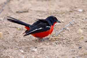 Images Dated 16th October 2005: Crimson-breasted Shrike - Adult foraging on ground. Inhabits thornveld and semi-arid scrub