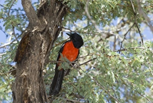 Images Dated 17th March 2008: Crimson-breasted Shrike - Perched on branch - Mata Mata. Endemic in Kalahari basin