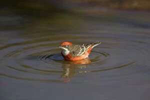 Images Dated 23rd March 2010: Crimson Chat - bathing in pool - near Ti Tree - Northern Territory - Australia