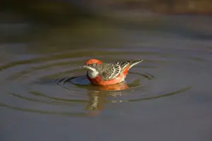 Crimson Chat - bathing in pool - near Ti Tree - Northern Territory - Australia