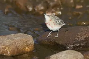 Crimson Chat - by drinking pool in Donkey Creek
