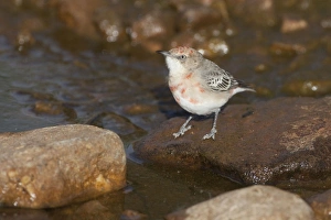 Crimson Chat - by drinking pool in Donkey Creek Crimson Chat - by drinking pool in Donkey Creek