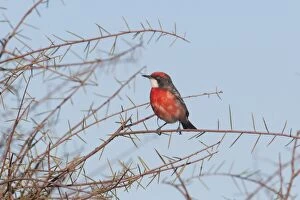 Images Dated 17th September 2010: Crimson Chat A male near Imanpa Aboriginal Community, Northern Territory, Australia