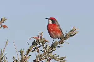 Chat Prints: Crimson Chat A male near Imanpa Aboriginal Community, Northern Territory, Australia
